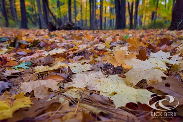 Autumn on the Forest Floor